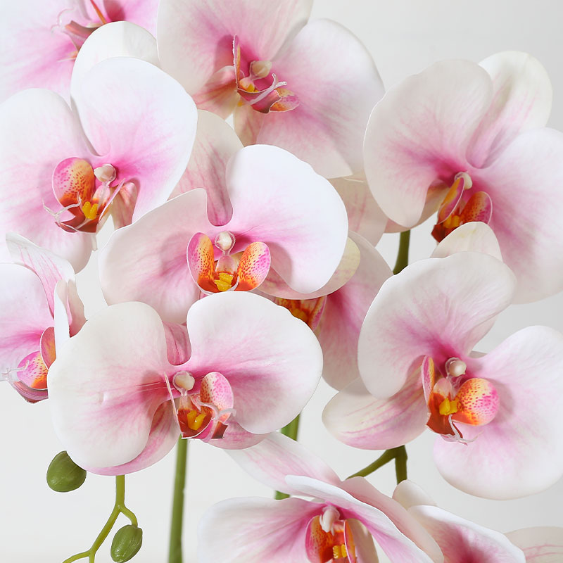 Double medium Phalaenopsis