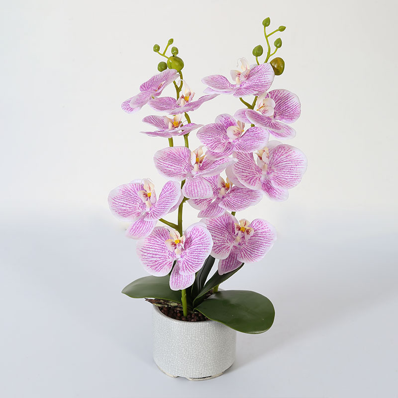 Double medium Phalaenopsis