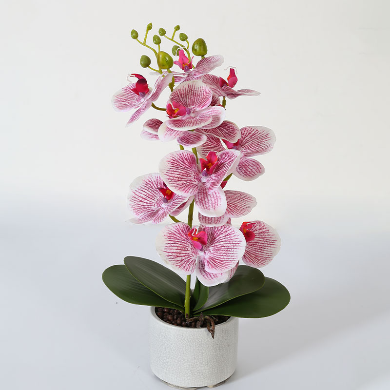 Double medium Phalaenopsis