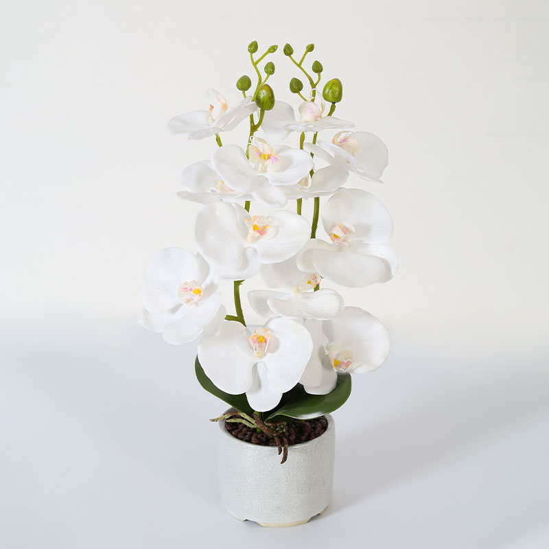 Double medium Phalaenopsis