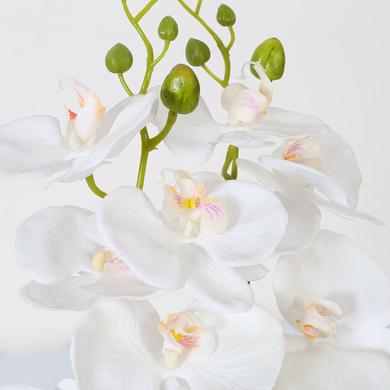 Double medium Phalaenopsis