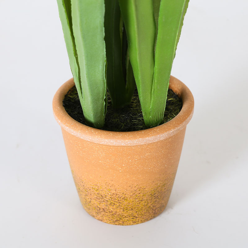 Artificial Translations of Chlorophytum comosum