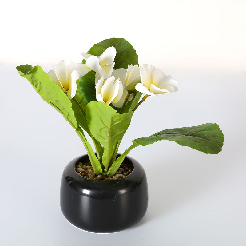 Miniature White Anthurium In Pot