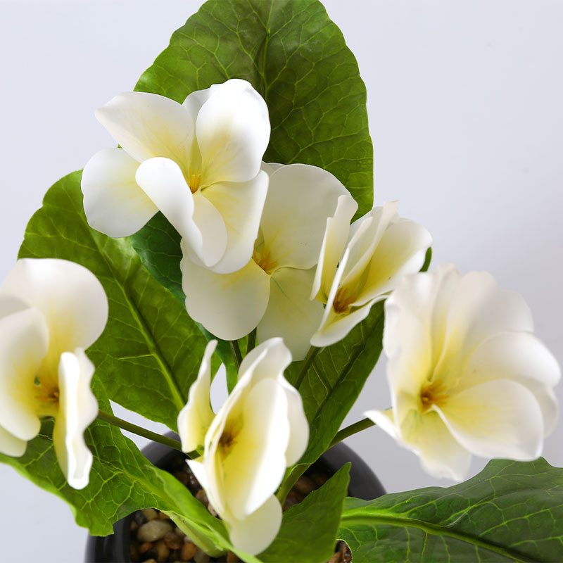 Miniature White Anthurium In Pot