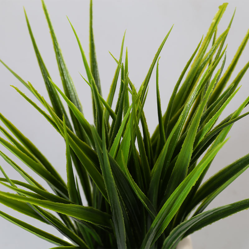 Artificial Translations of Chlorophytum comosum