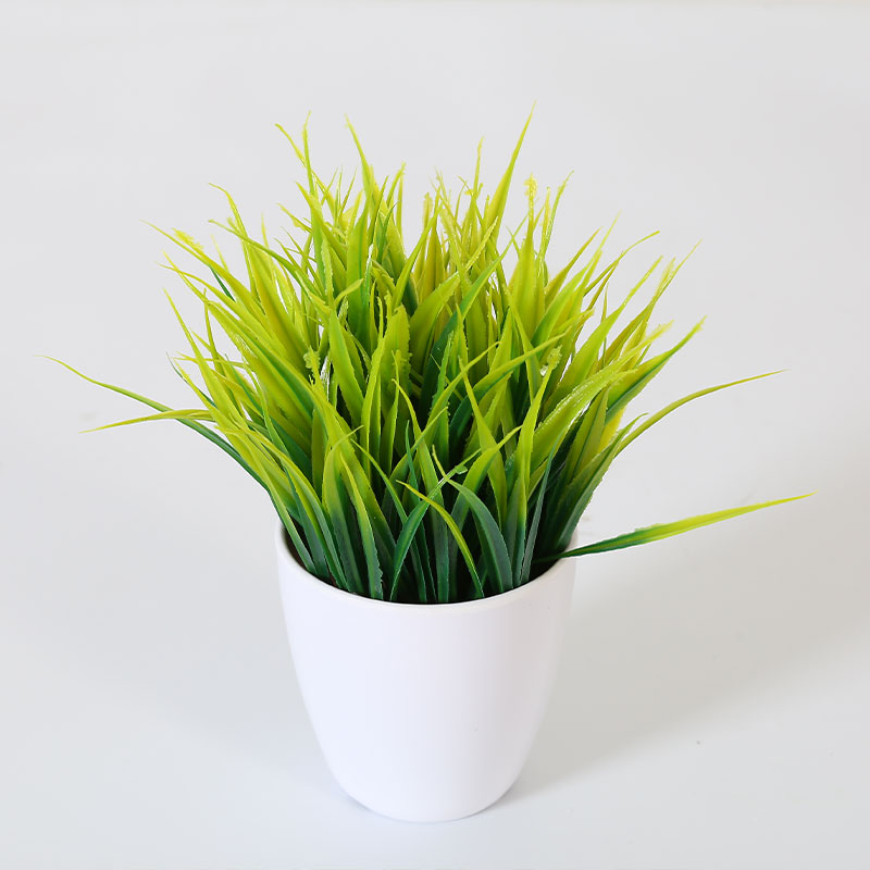 Wheatgrass potted plant