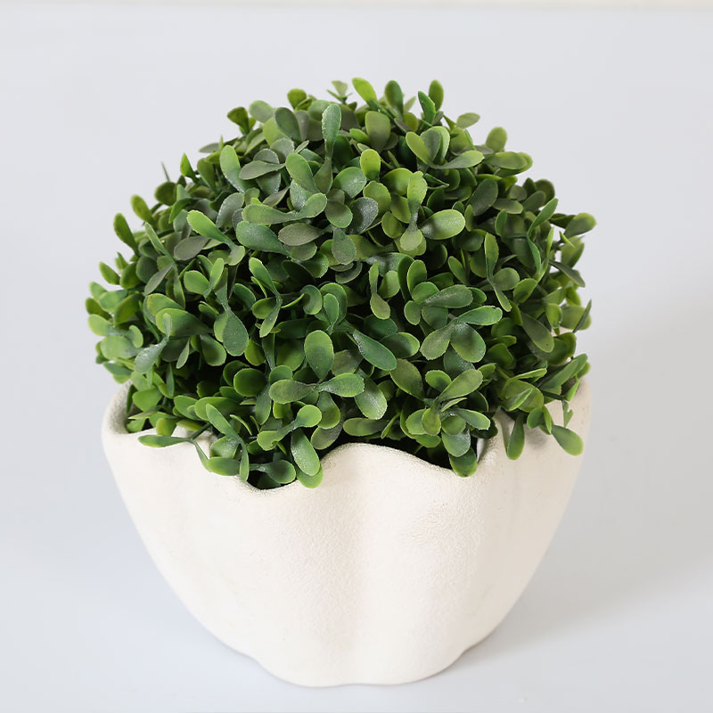 Buxus sinica potted plant