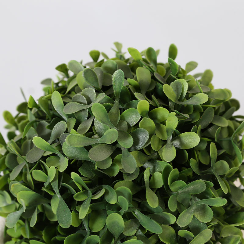 Buxus sinica potted plant